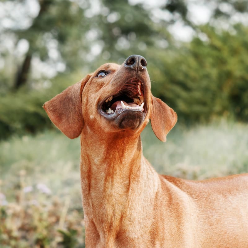 Fine Animal Hospital in Bedford