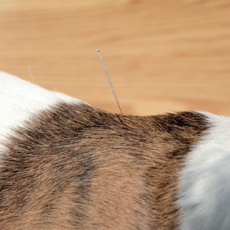 Pet Acupuncture in Bedford