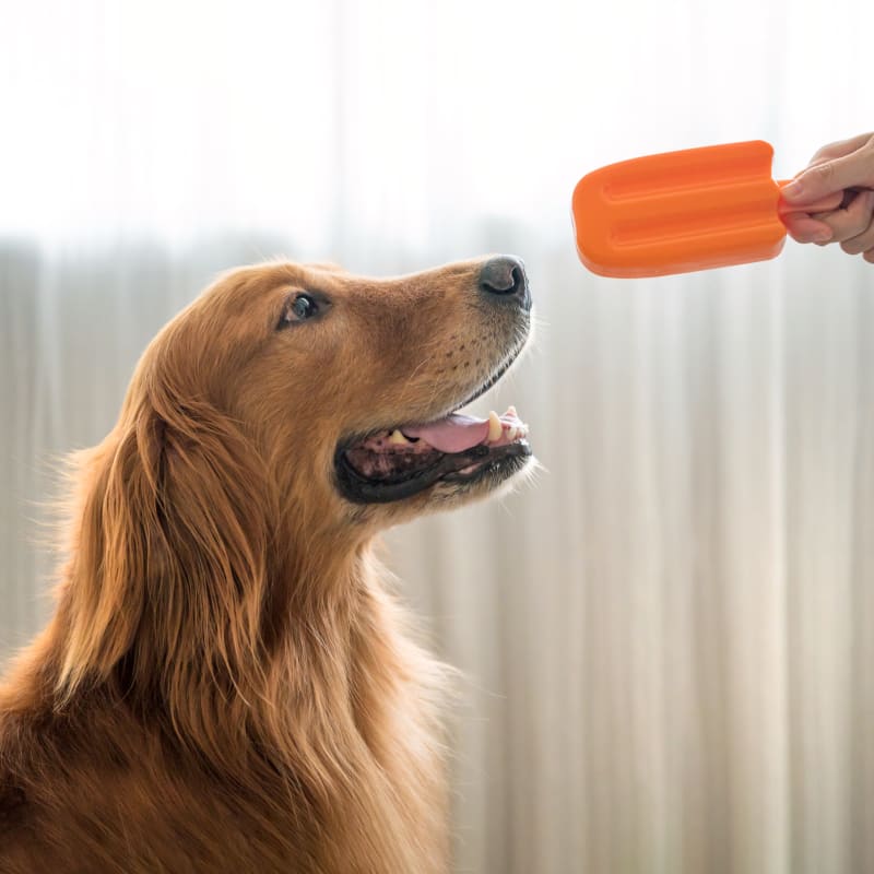Veterinary Dentist for Dogs at Bedford 