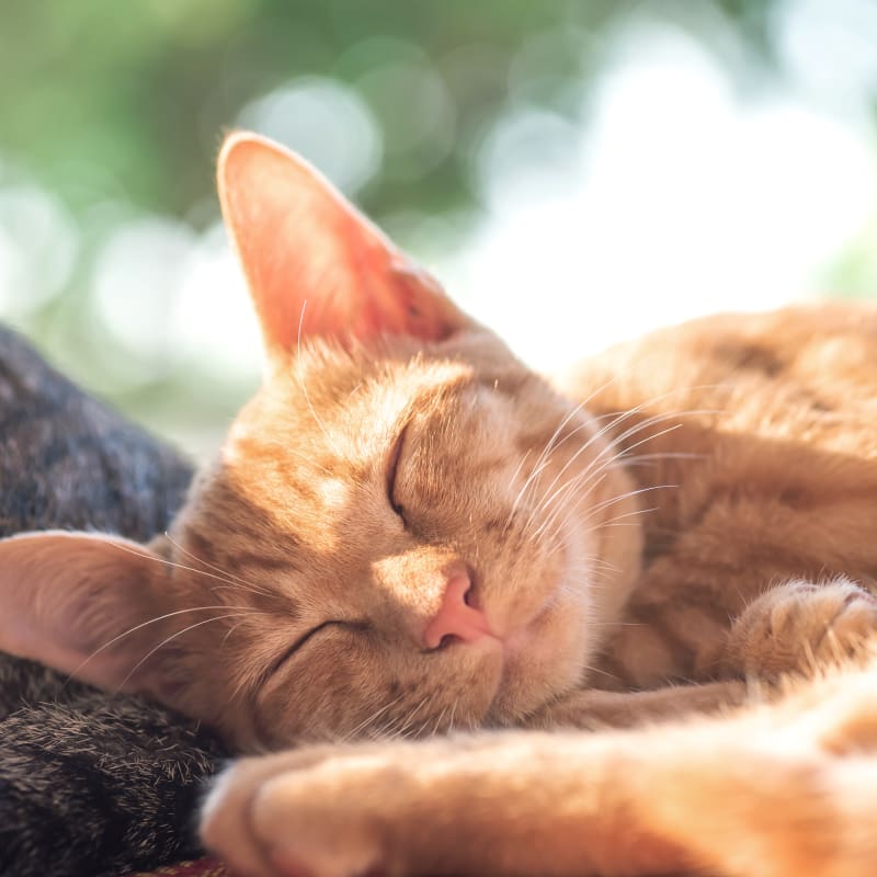 Cat & Dog Checkups & Wellness Exams in Bedford