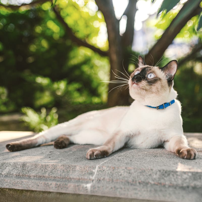 Veterinary Diagnostic Lab for Cats in Bedford