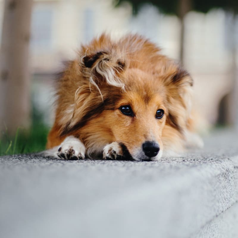 Veterinary Diagnostic Lab for Dogs in Bedford