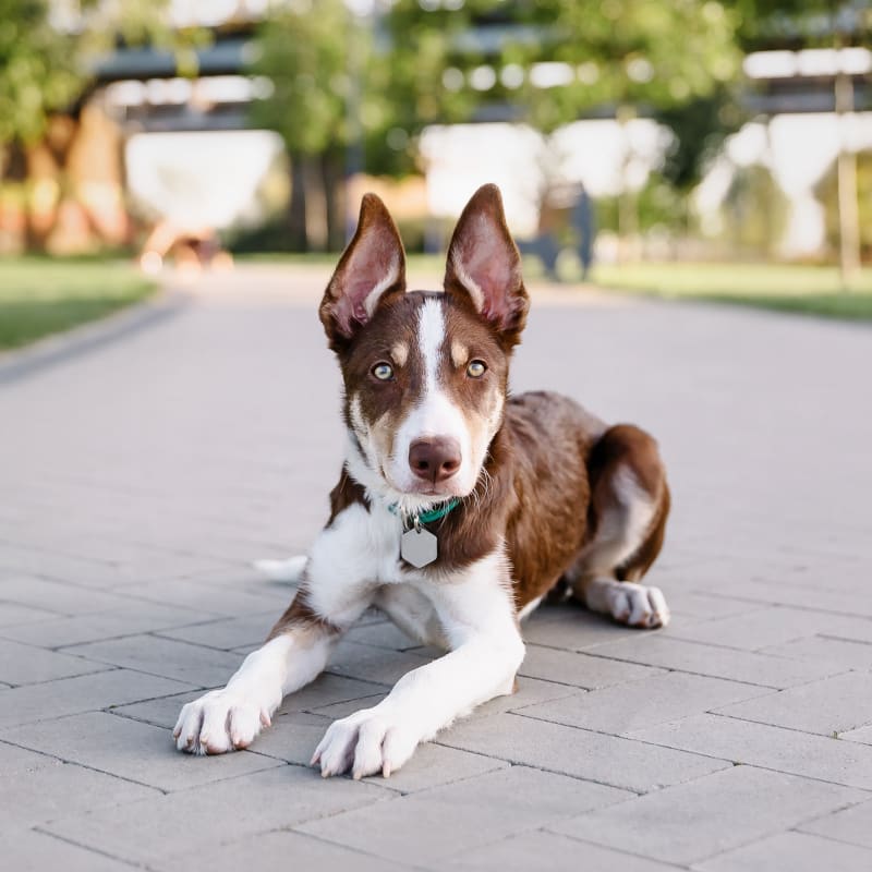 Puppies & Kittens, Bedford Veterinarians